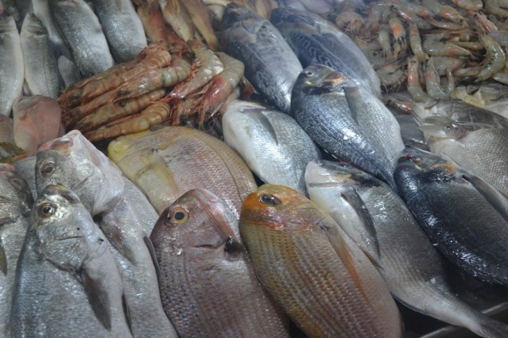 Balık fiyatlarının artışı mazota bağlı