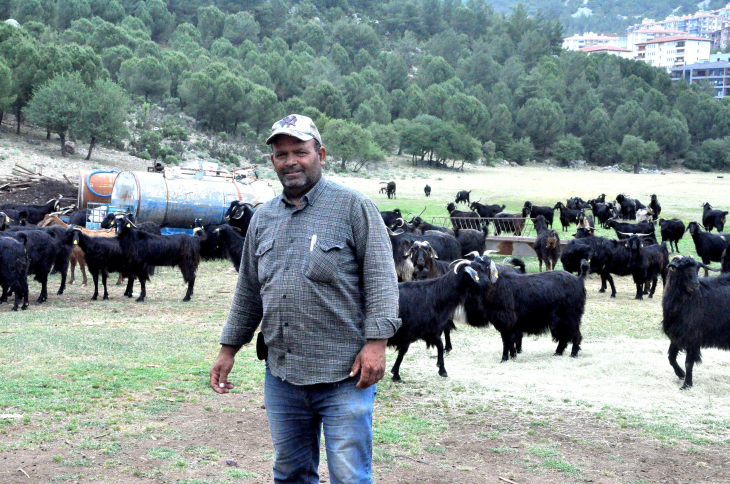 Muğla'da Kurban Bayramı öncesi çobanların mesaisi yoğunlaştı