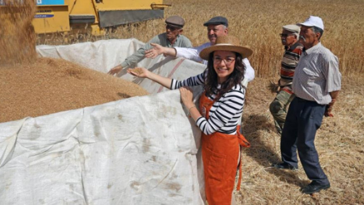 Menteşe'de 'Karakılçık Buğday' hasadı
